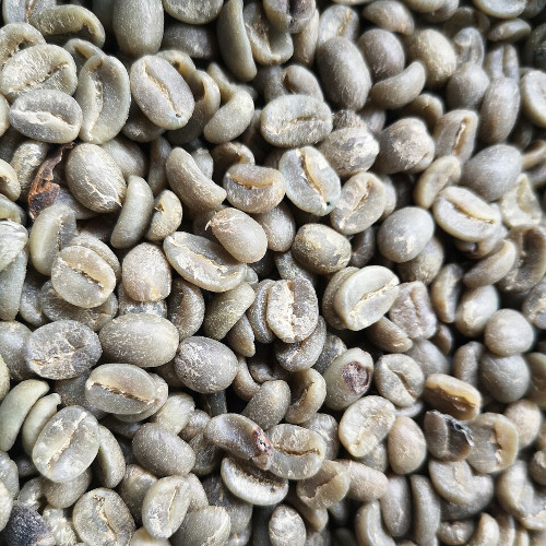 Image of green unroasted coffee beans.